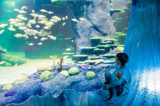 SEA LIFE Sydney Aquarium Entrance Ticket - Penguin Expedition brings a real chill