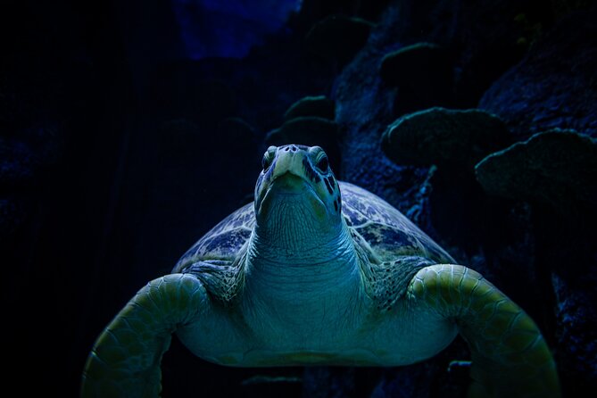 SEA LIFE Sydney Aquarium Entrance Ticket - How long should you plan?