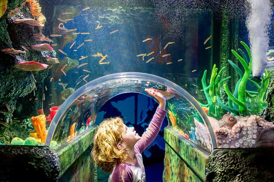 SEA LIFE Sydney Aquarium Entry Ticket - Key points to know before you go