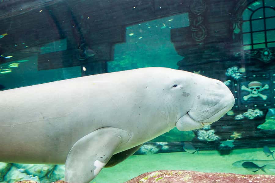 SEA LIFE Sydney Aquarium Entry Ticket - Who will enjoy SEA LIFE Sydney Aquarium?
