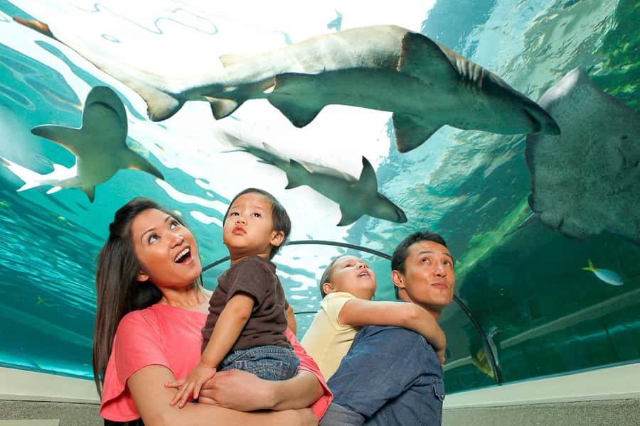 SEA LIFE Sydney Aquarium Entry Ticket - First impressions at Darling Harbour