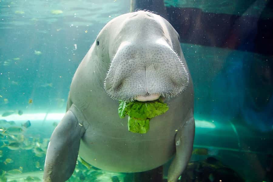 SEA LIFE Sydney Aquarium Entry Ticket - Sharks, stingrays and the feeling of scale