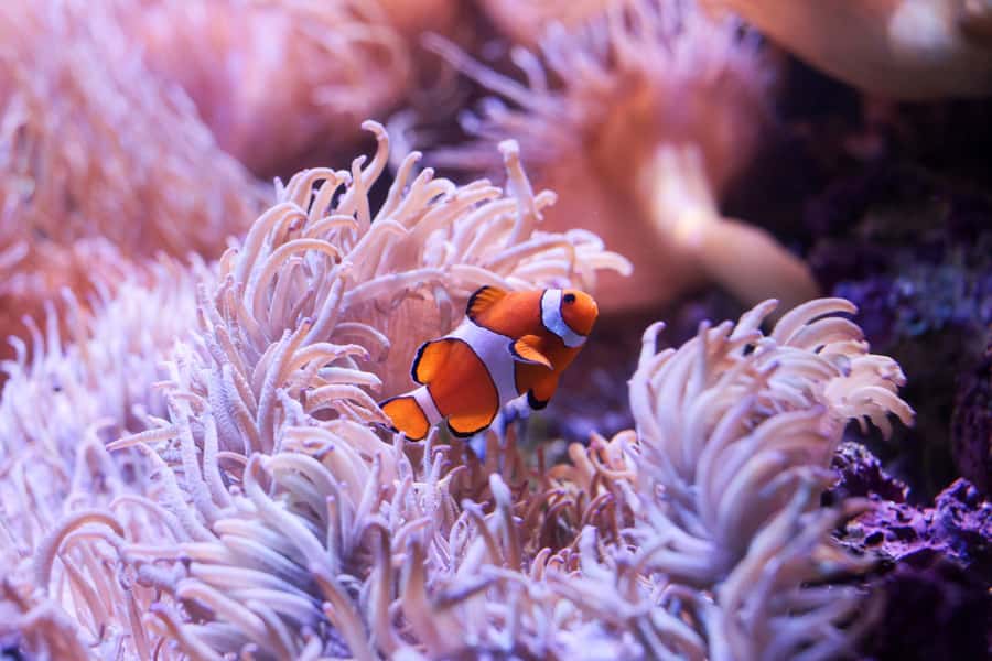 SEA LIFE Sydney Aquarium Entry Ticket - Jellyfish, seahorses and smaller details