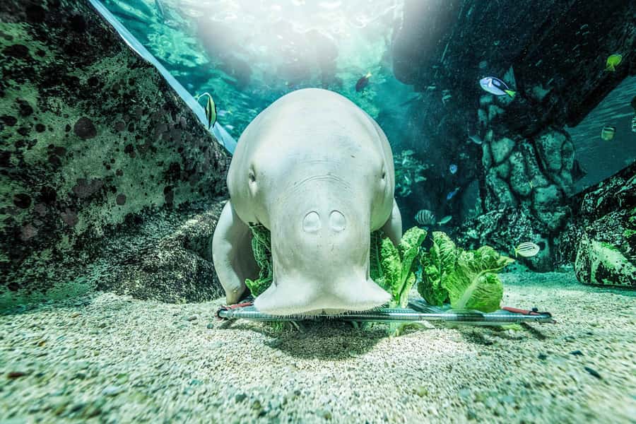 SEA LIFE Sydney Aquarium Entry Ticket - How long to stay and how to pace your visit