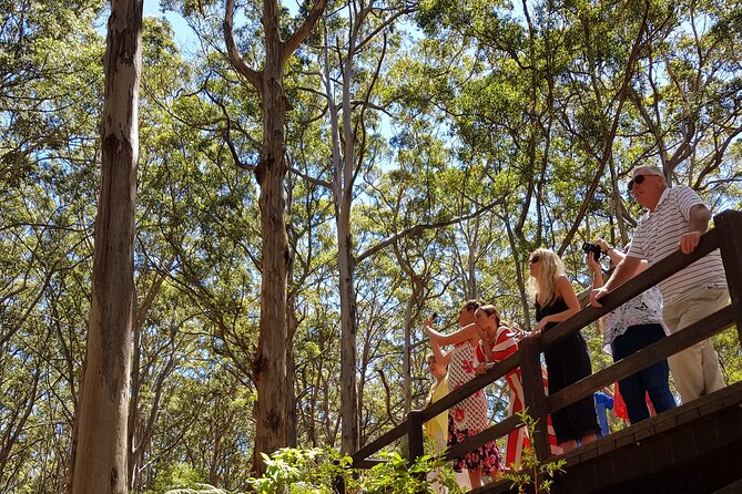 Secret Delights: Curated Wine, Coffee & Forest Experience - Boranup Karri Forest: a quiet change of pace