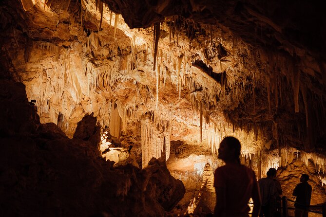 Self-Guided Ngilgi Cave Ancient Lands Experience - Starting among the trees at Ancient Lands