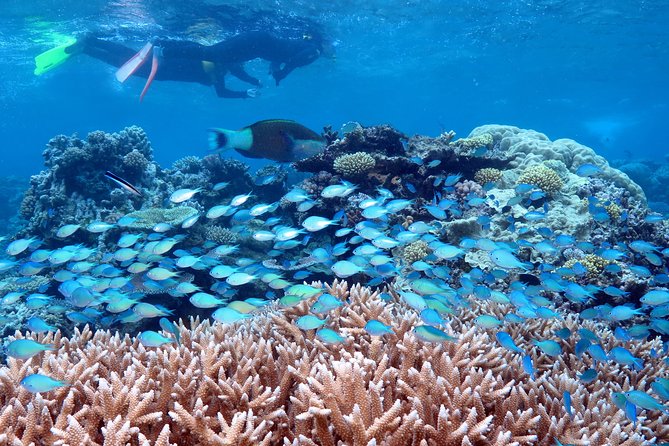 Silversonic Outer Great Barrier Reef Cruise from Port Douglas - Key points to know before you book