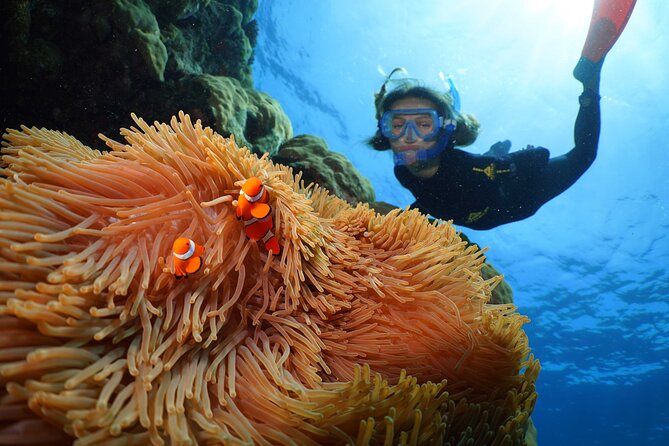 Silversonic Outer Great Barrier Reef Cruise from Port Douglas - Why Agincourt Reef makes this a full-day choice