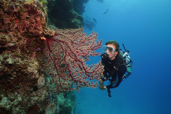 Silversonic Outer Great Barrier Reef Cruise from Port Douglas - Lunch, tea, and the practical comfort of the boat