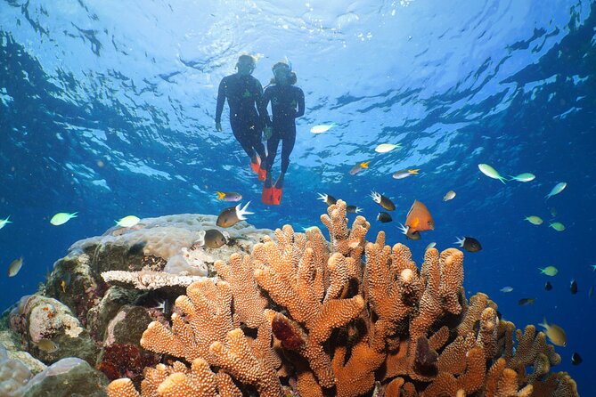 Silversonic Outer Great Barrier Reef Cruise from Port Douglas - The tradeoff between efficiency and personal attention