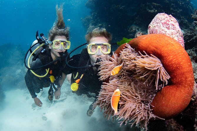Silverswift Dive and Snorkel Great Barrier Reef Cruise - Certified scuba sessions and underwater time