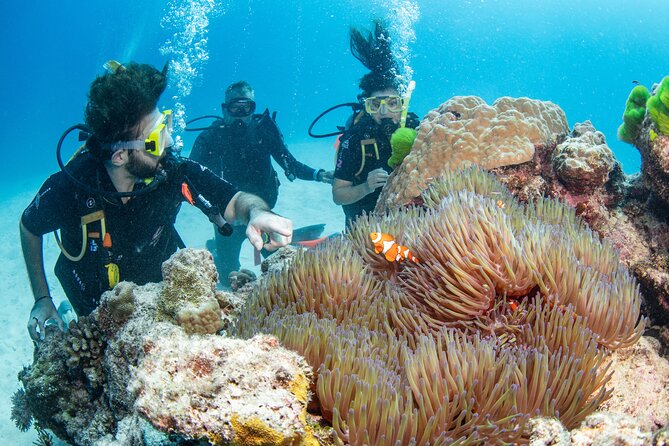 Silverswift Dive and Snorkel Great Barrier Reef Cruise - Flynn, Milln, and Thetford reefs