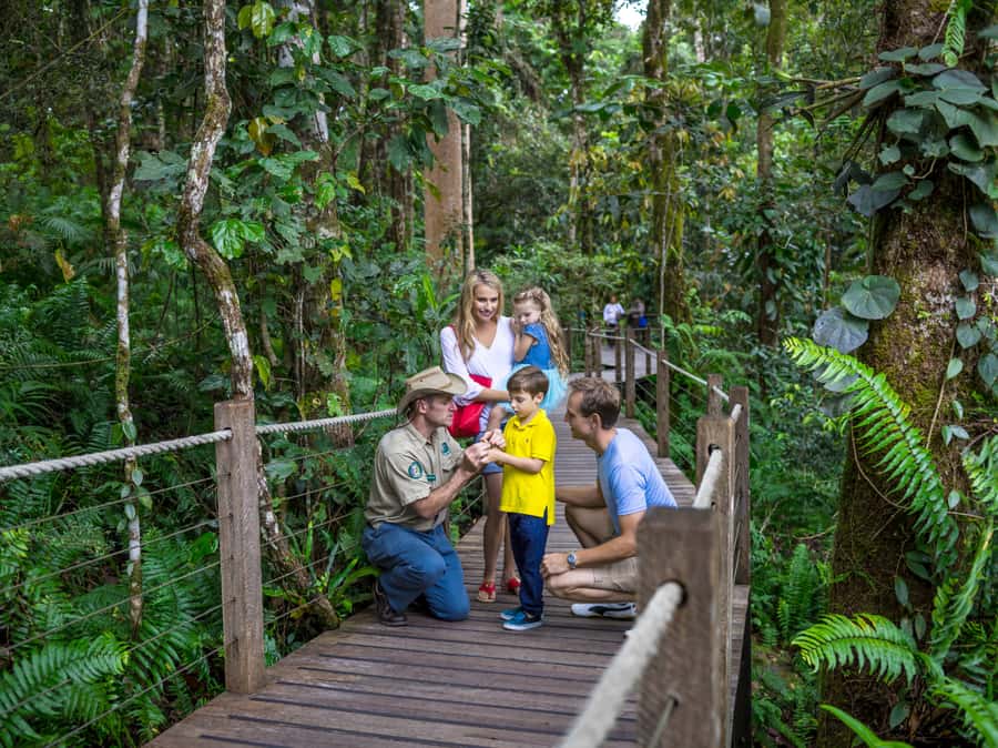 Skyrail Rainforest Cableway Round-Trip Experience - The first stretch above the tropical canopy