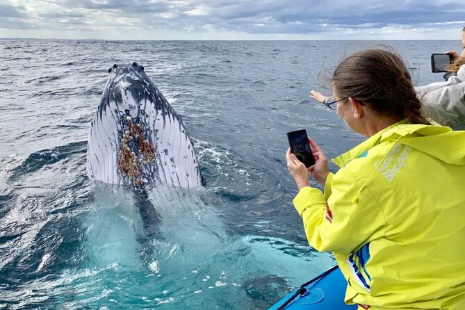 Small Boat Whale Watching Tour in Gold Coast - A personal outing with a small number of people