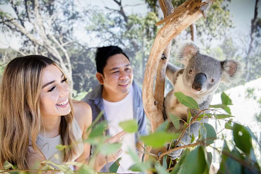 Small Group Blue Mountains, Wildlife & Scenic World Day Tour - Cahill’s Lookout closes the sightseeing loop