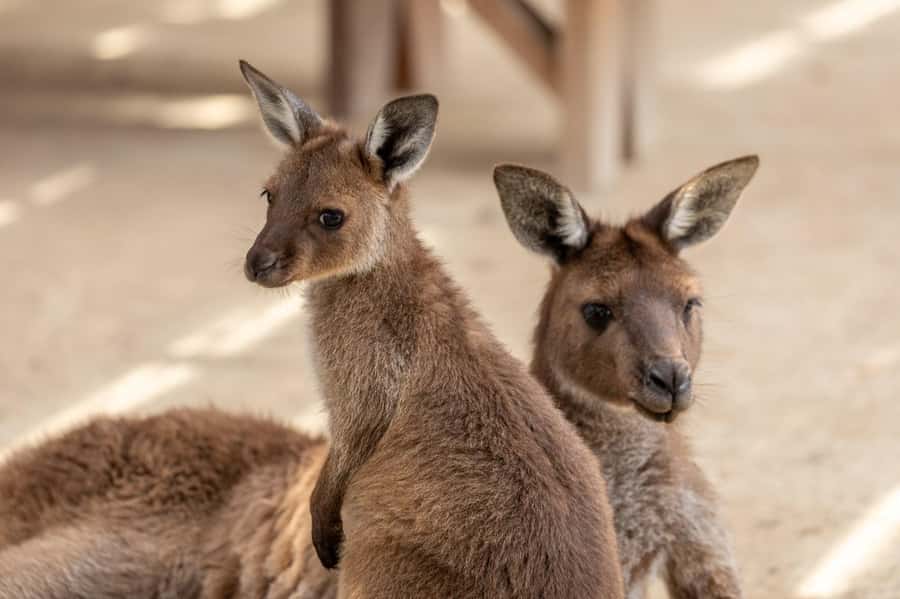 Small Group Blue Mountains, Wildlife & Scenic World Day Tour - Who should book this Blue Mountains tour?