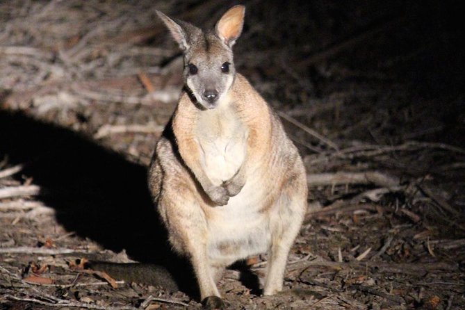 Small Group Kangaroo Island Evening and Night Tour - Key points before you book