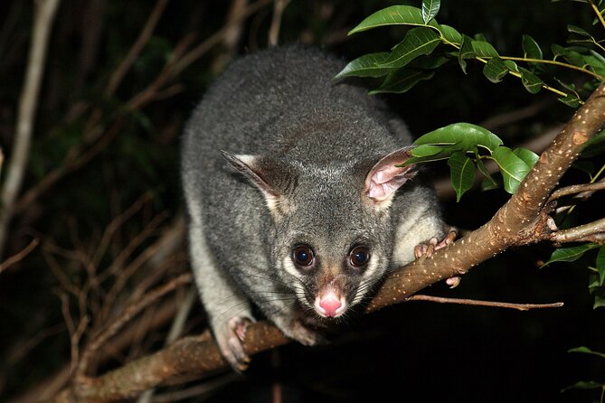 Small Group Kangaroo Island Evening and Night Tour - Why Kangaroo Island is worth seeing at night