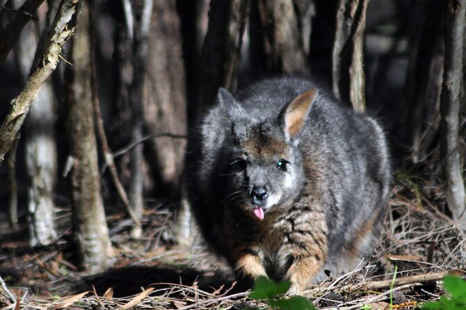 Small Group Kangaroo Island Evening and Night Tour - Family appeal and group size