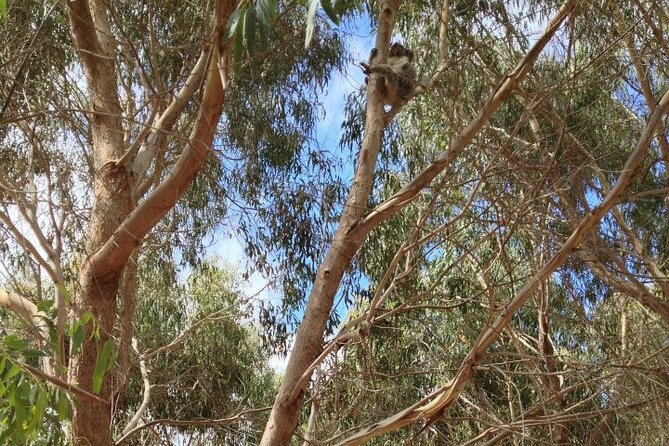Small Group Kangaroo Island Tour - Best of KI in 2 Days - Practical details to know before you book