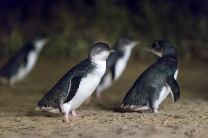 Small-Group Phillip Island Afternoon Day Trip from Melbourne - Why the penguin parade is worth the late return