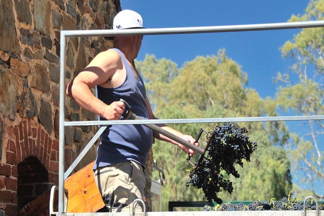 Small Tour Barossa Valley Voyager Tour from Adelaide - Langmeil Winery and the Freedom Shiraz vine