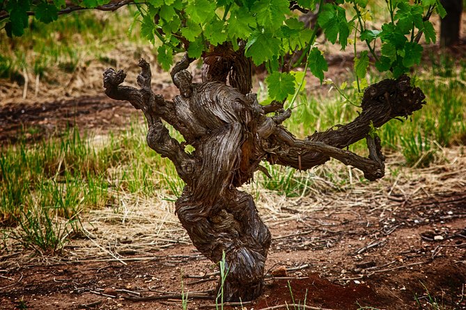 Small Tour Barossa Valley Voyager Tour from Adelaide - A two-course lunch at Wanera Wine Bar