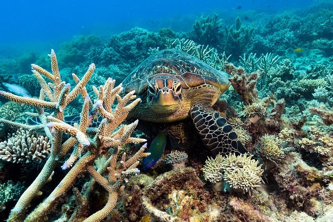 Snorkel & Dive the Reef: Sustainable, Scientific & Cultural Tour - Scuba, helmet walks, and helicopter views