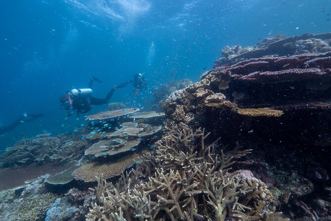 Snorkel & Dive the Reef: Sustainable, Scientific & Cultural Tour - Lunch, tea, and the value of the $232.39 price