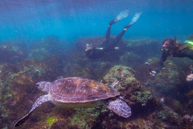 Snorkel with Turtles Gold Coast - What the snorkel is like