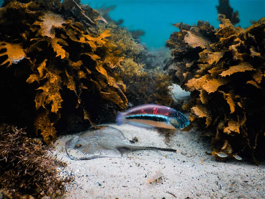 Snorkeling Tour: Discover Sydney’s impressive sea life - Key points to know before you book