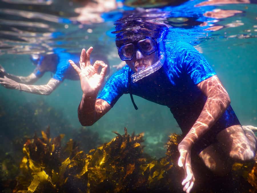 Snorkeling Tour: Discover Sydney’s impressive sea life - Why Clovelly is a good place to see Sydney underwater