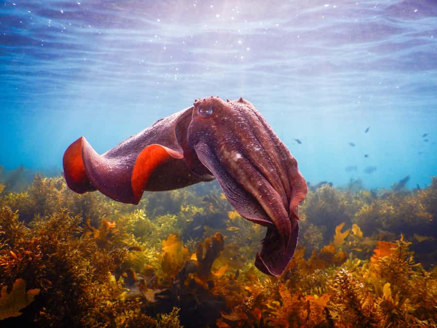 Snorkeling Tour: Discover Sydney’s impressive sea life - The first 15 minutes: fitting gear and learning the water