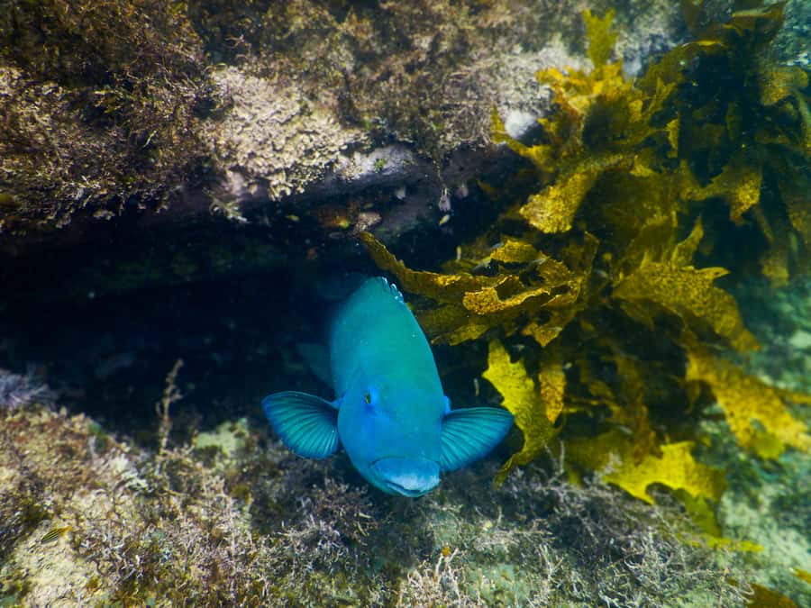Snorkeling Tour: Discover Sydney’s impressive sea life - The free photos are a real practical benefit