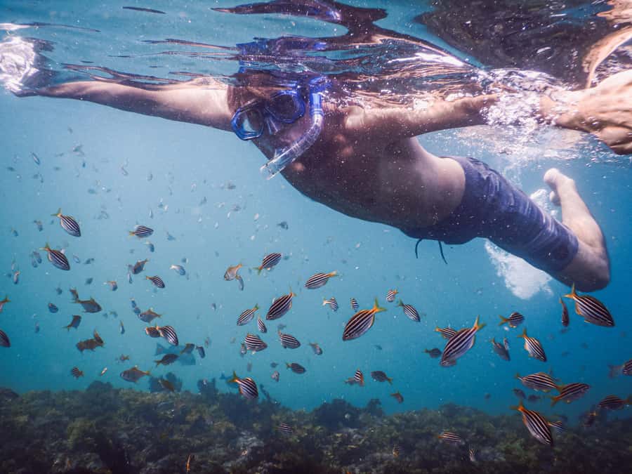 Snorkeling Tour: Discover Sydney’s impressive sea life - Meeting at Clovelly Free Car Park