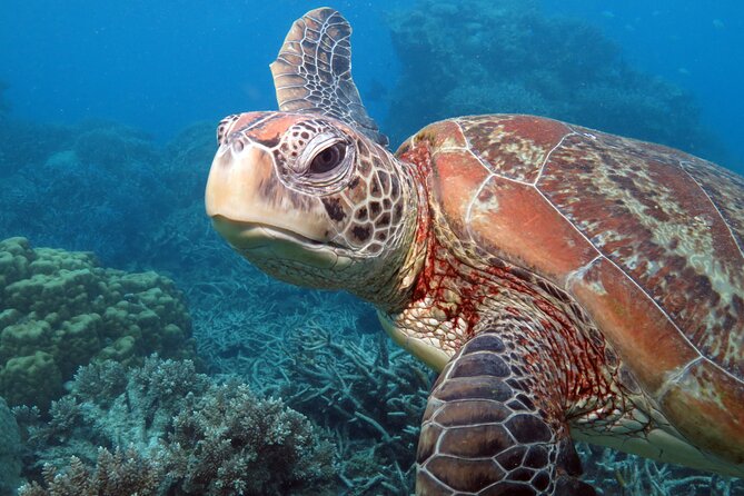 Snorkelling or Glass Bottom Boat at Green Island from Cairns - Who should book this Green Island trip