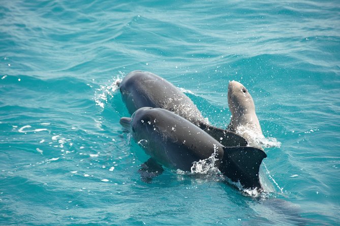Snubfin Dolphin Eco Cruise from Broome - Key points to know before booking