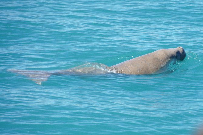 Snubfin Dolphin Eco Cruise from Broome - Why Roebuck Bay is the right setting for this cruise