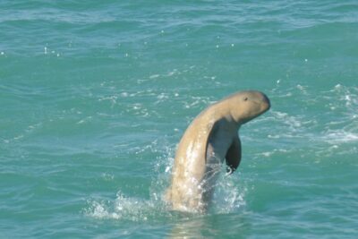 Snubfin Dolphin Eco Cruise from Broome