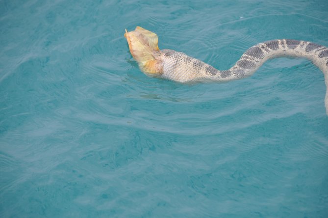 Snubfin Dolphin Eco Cruise from Broome - Snacks, drinks and the onboard bar