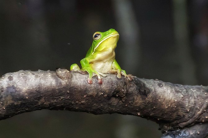 Solar Whisper Daintree River Crocodile and Wildlife Cruise - Why the quiet Solar Whisper boat changes the experience