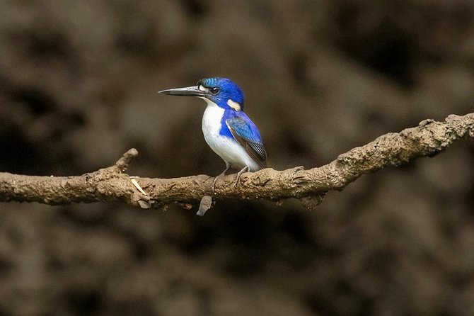 Solar Whisper Daintree River Crocodile and Wildlife Cruise - The guide is the heart of the cruise