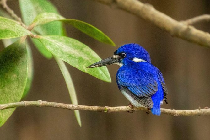 Solar Whisper Daintree River Crocodile and Wildlife Cruise - What the seating and group size mean for you