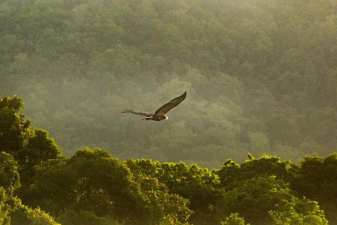 Solar Whisper Daintree River Crocodile and Wildlife Cruise - The scenery is quiet rather than dramatic