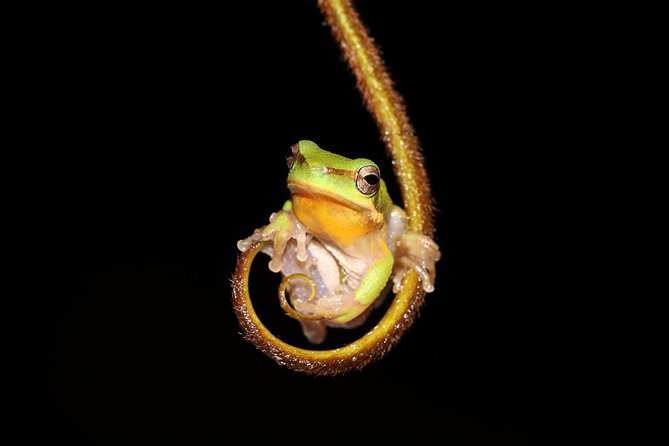 Solar Whisper Daintree River Crocodile and Wildlife Cruise - Price, timing, and practical value