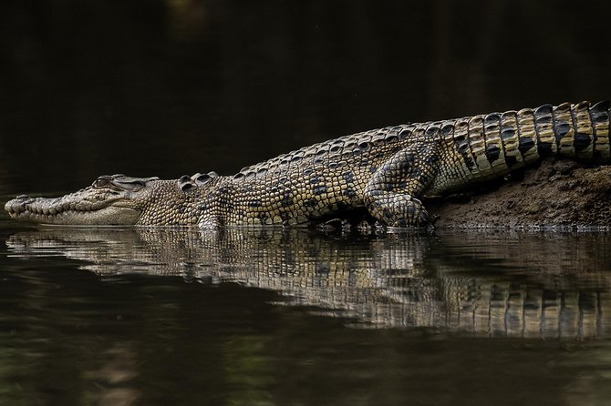 Solar Whisper Daintree River Crocodile and Wildlife Cruise - Who will enjoy this cruise most