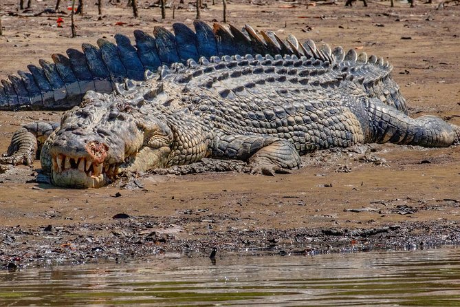 Solar Whisper Daintree River Crocodile and Wildlife Cruise - One hour on the Daintree River