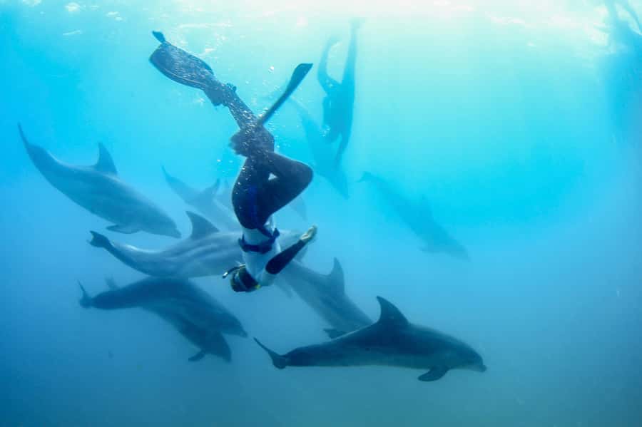 Sorrento: Dolphins & Seals Snorkeling Cruise w/ Lunch - Sorrento Pier is the starting point