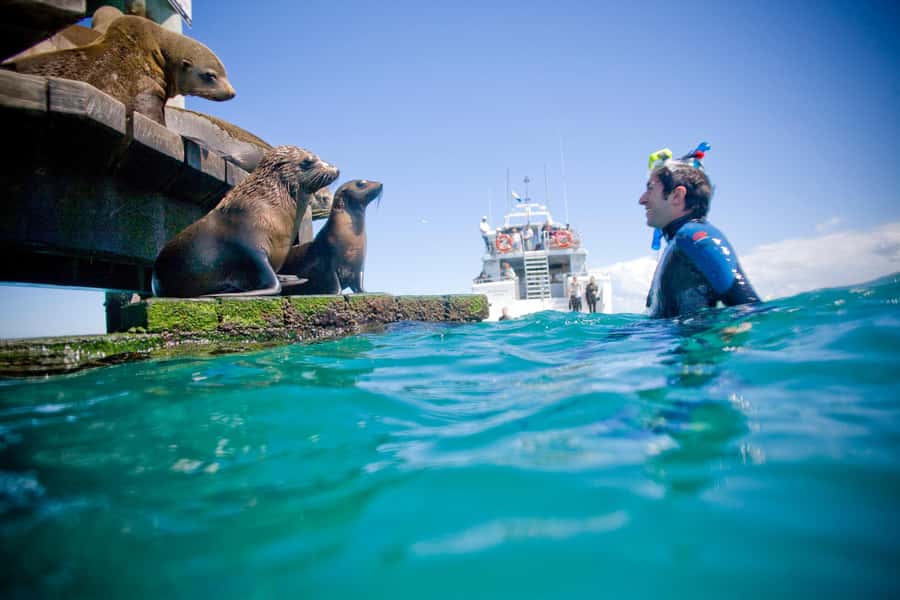 Sorrento: Dolphins & Seals Snorkeling Cruise w/ Lunch - The balance between comfort and activity