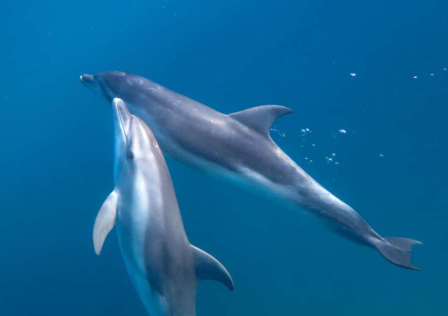 Sorrento: Dolphins & Seals Snorkeling Cruise w/ Lunch - Who will enjoy this Sorrento cruise